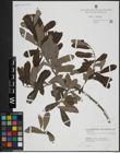 Foto von Salix atrocinerea Brot. x Salix salviifolia Brot.